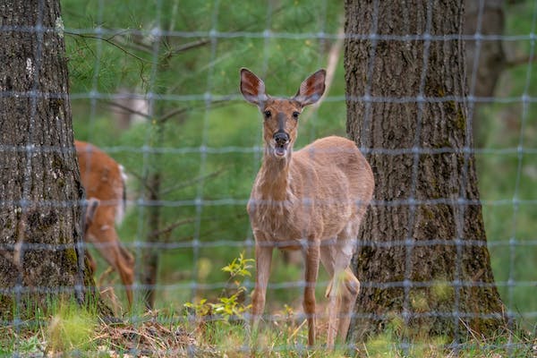 The Economic Impact of Deer Hunting Season: Boosting the Country's Bottom Line